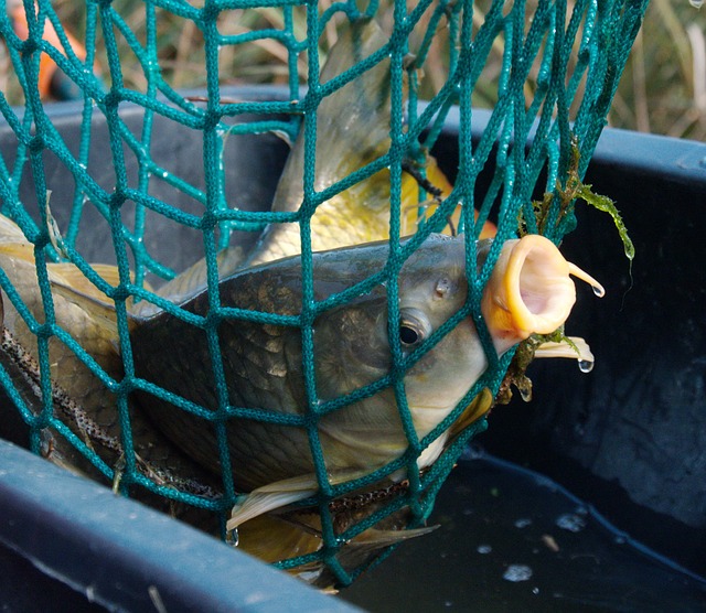 Qual è la migliore canna da carpa?