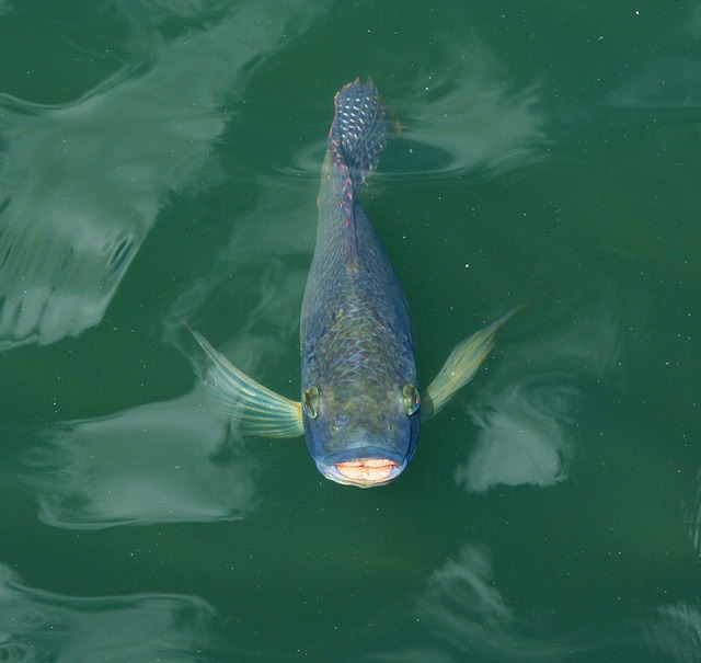 Quale esca per la pesca alla carpa?