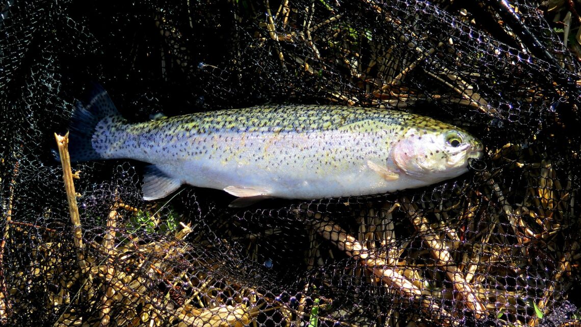 What is a landing net?